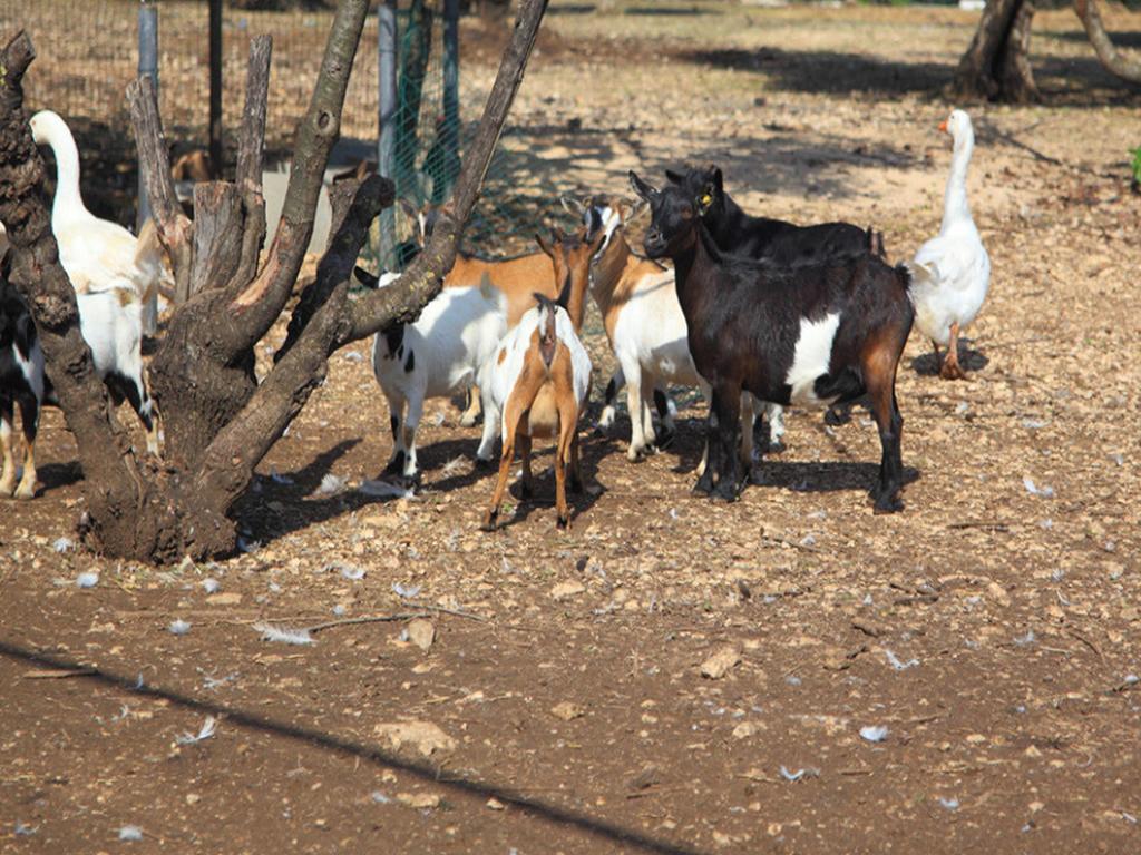 Tenuta Lama Gorga ตรานิ ภายนอก รูปภาพ
